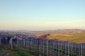 Barolo vineyards, Langhe, Piemonte