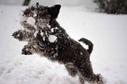 Otto reeeaalllly loves snow!