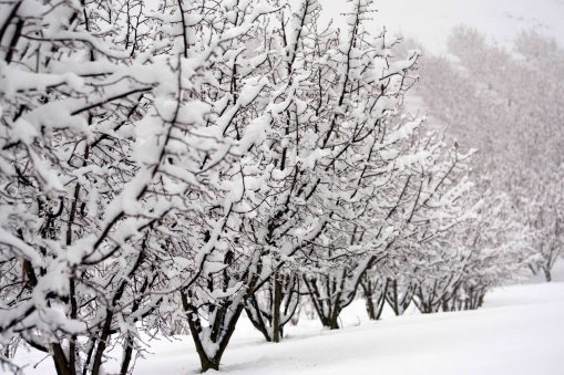 Langhe hazelnut trees snow