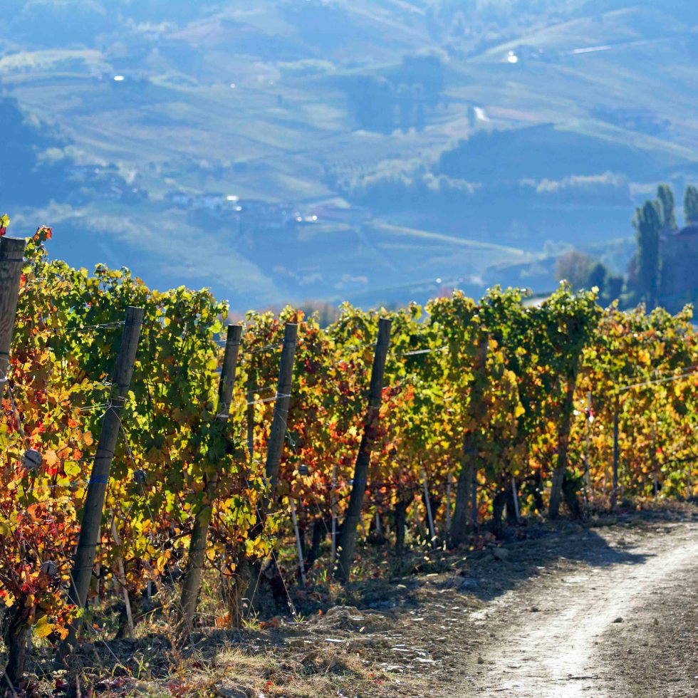 autumn vineyard langhe